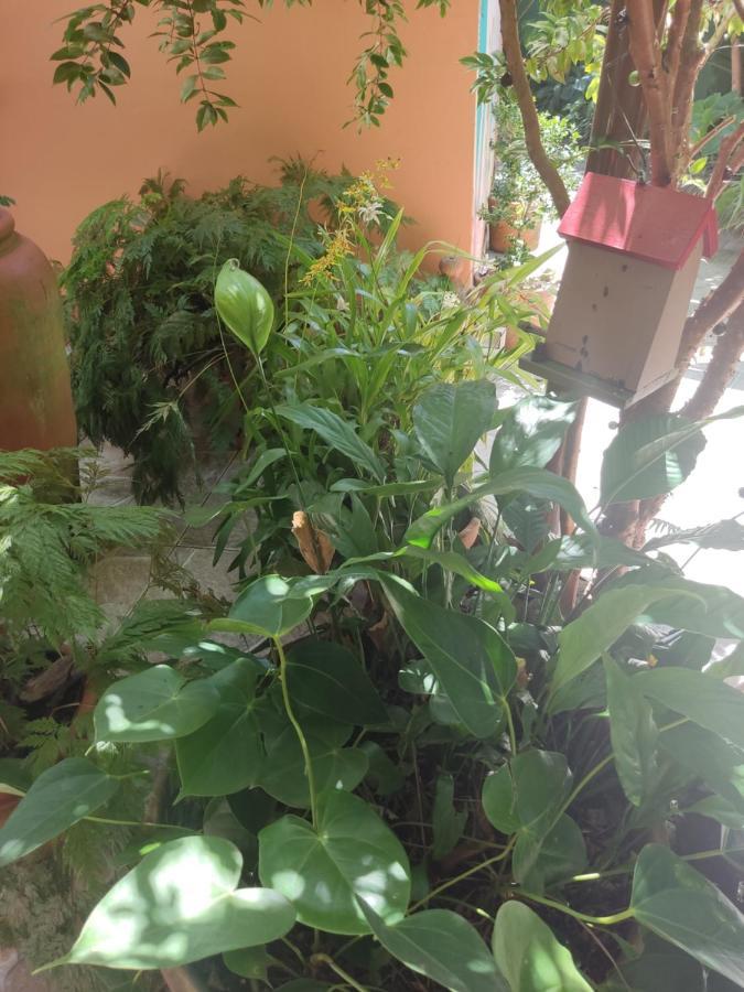 Recanto Toca Das Plantas De Ilhabela I Exteriör bild