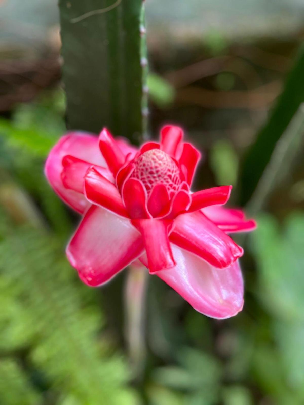 Recanto Toca Das Plantas De Ilhabela I Exteriör bild