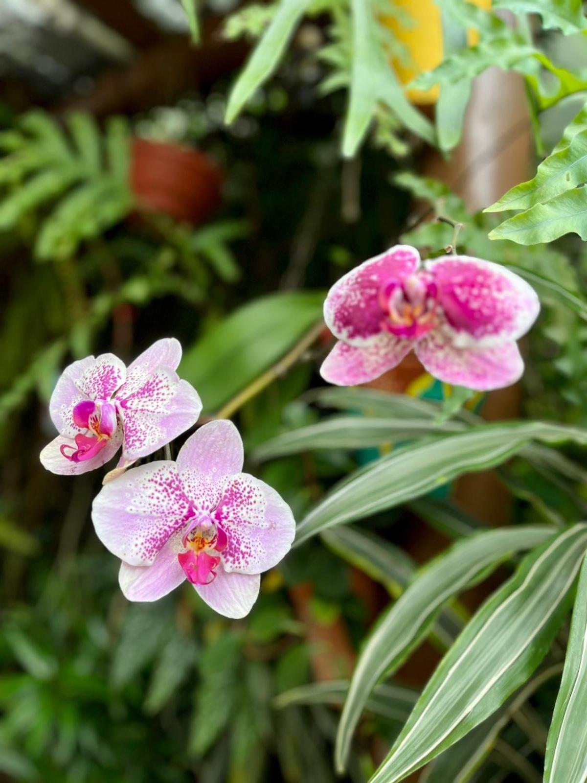 Recanto Toca Das Plantas De Ilhabela I Exteriör bild