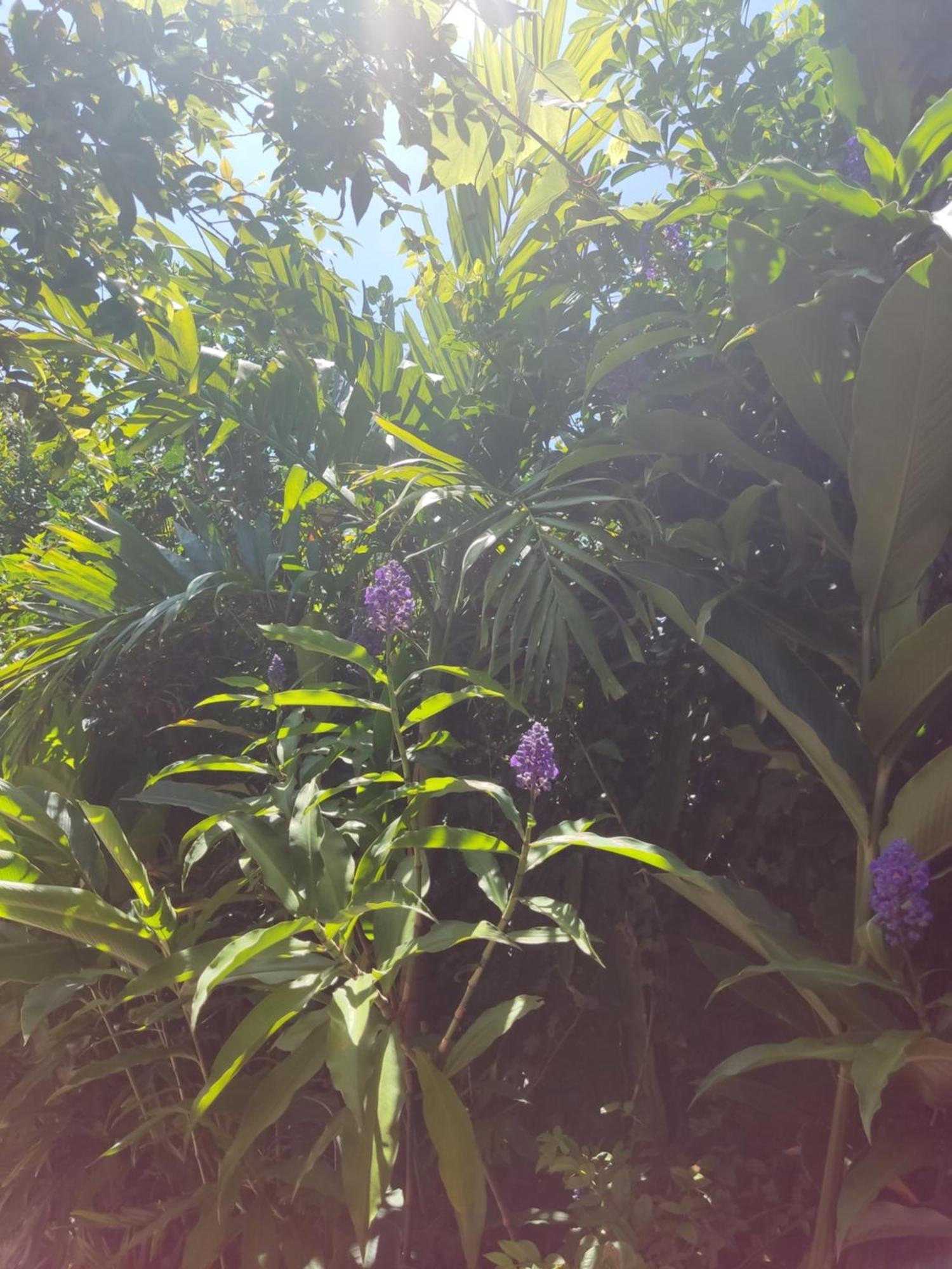 Recanto Toca Das Plantas De Ilhabela I Rum bild