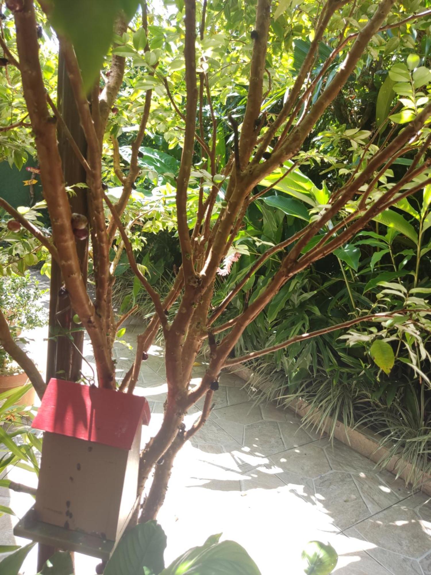 Recanto Toca Das Plantas De Ilhabela I Rum bild